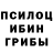 Псилоцибиновые грибы Psilocybine cubensis Ernest day